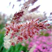 'Pink Champagne' Ruby Grass
