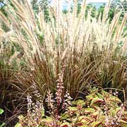 'Eaton Canyon' Dwarf Fountain Grass