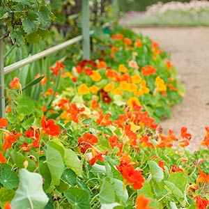Nasturtiums planted under grapes to help repel pests.