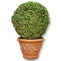 Boxwood in a Terra Cotta Container