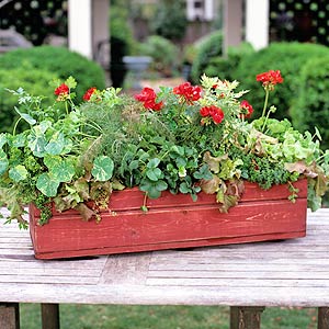 Red Window Box Planted with Herbs
