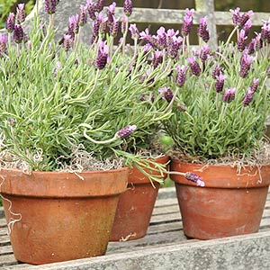 Pots of Lavender