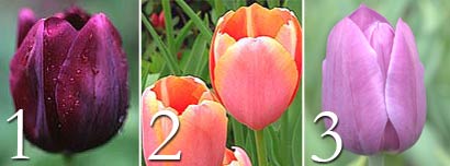 Tulips Queen of the Night, Menton and Bleu Amiable