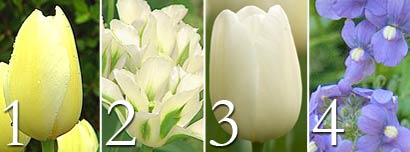 Tulips Francois, Spring Green, Maureen and Nemesia