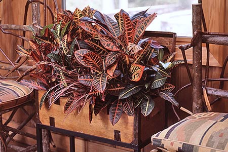Crotons are Colorful Houseplants