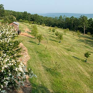 Heritage Apple Orchard at the Garden Home Retreat