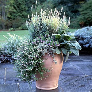 Container of gray plants