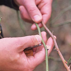 Pruning Stem Sizes
