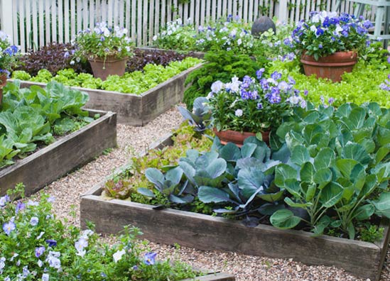 Four x Four Foot Vegetable Garden Designs – P. Allen Smith