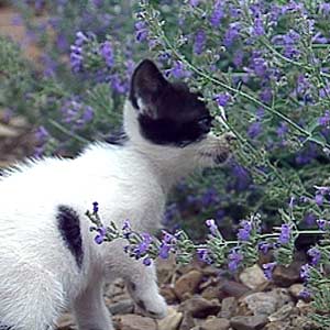 Kitten with Catmint