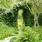 Ivy Covered Arbor