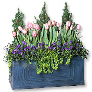 Tulip Filled Planter Box