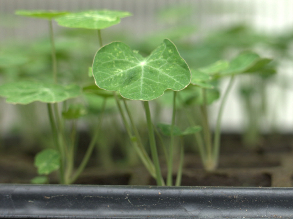 3 reasons to grow microgreens
