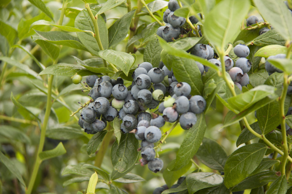 Growing Super Blueberries P. Allen Smith