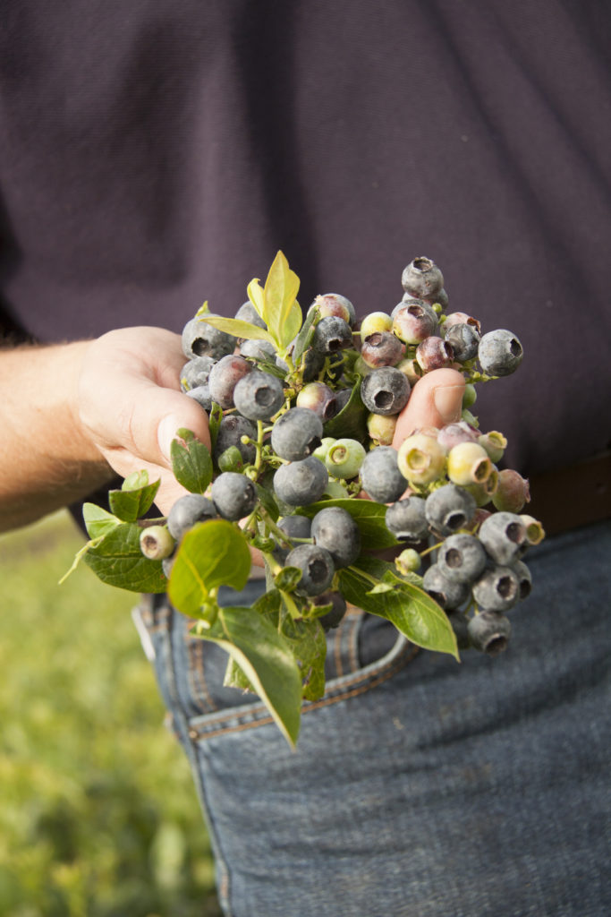 Growing Super Blueberries P. Allen Smith
