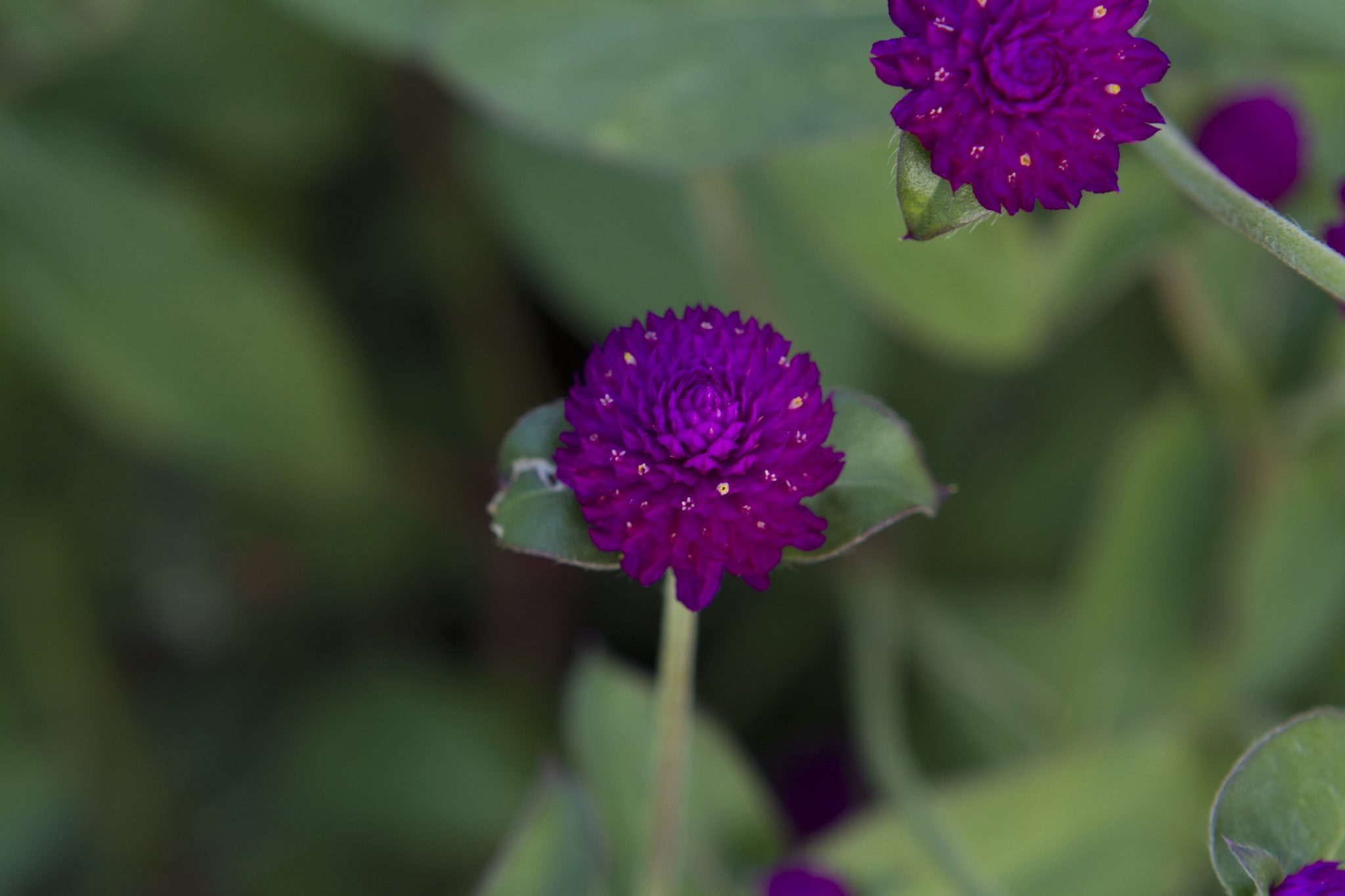 5 Heat Tolerant Plants for Color in Late Summer and Fall