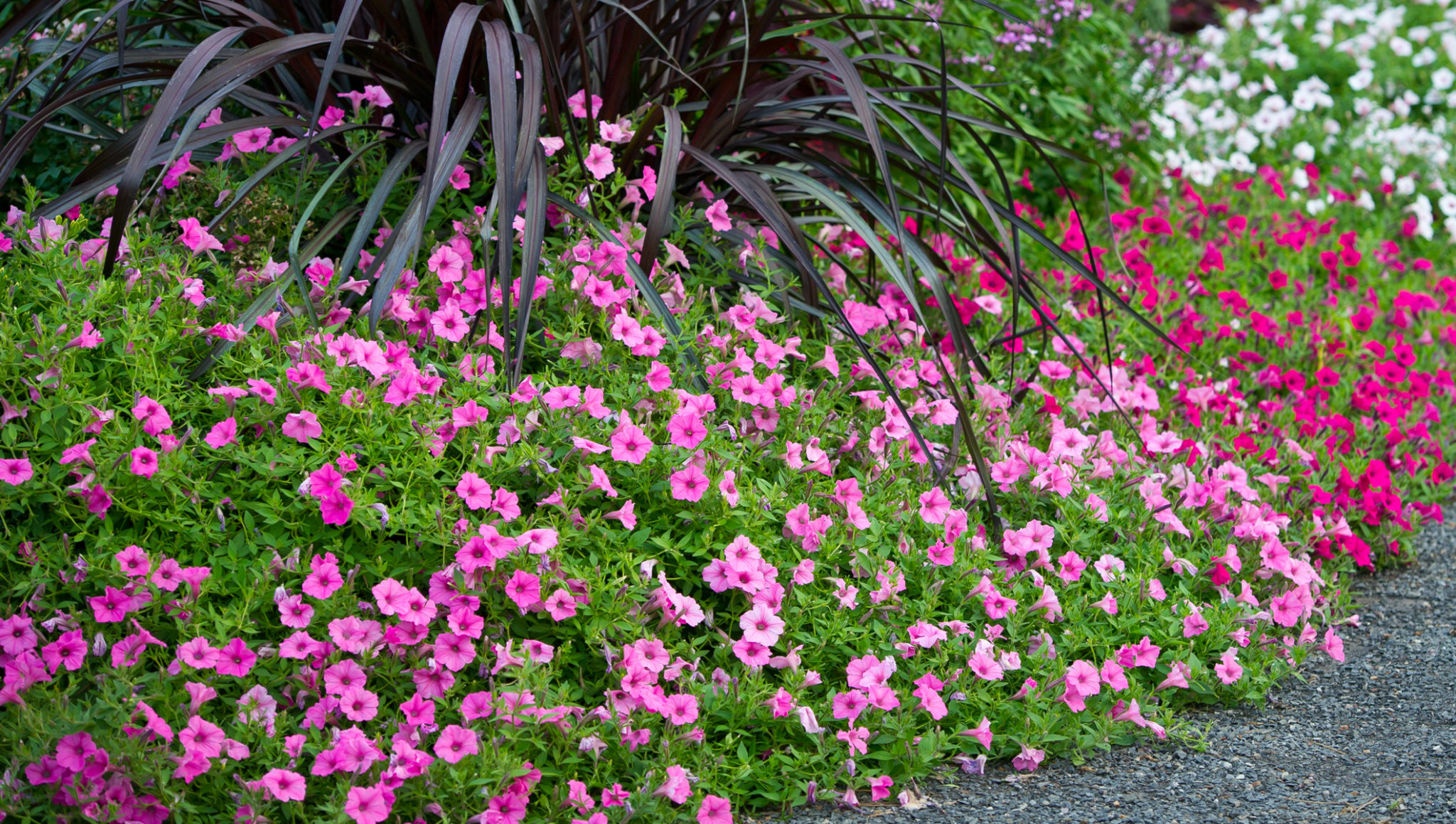 Best Uses for Supertunia® Petunias