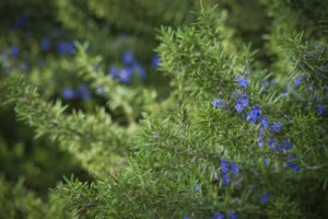 Our 5 Favorite Flowering Herbs