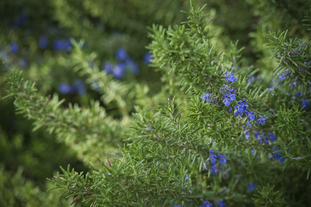 Our 5 Favorite Flowering Herbs P. Allen Smith