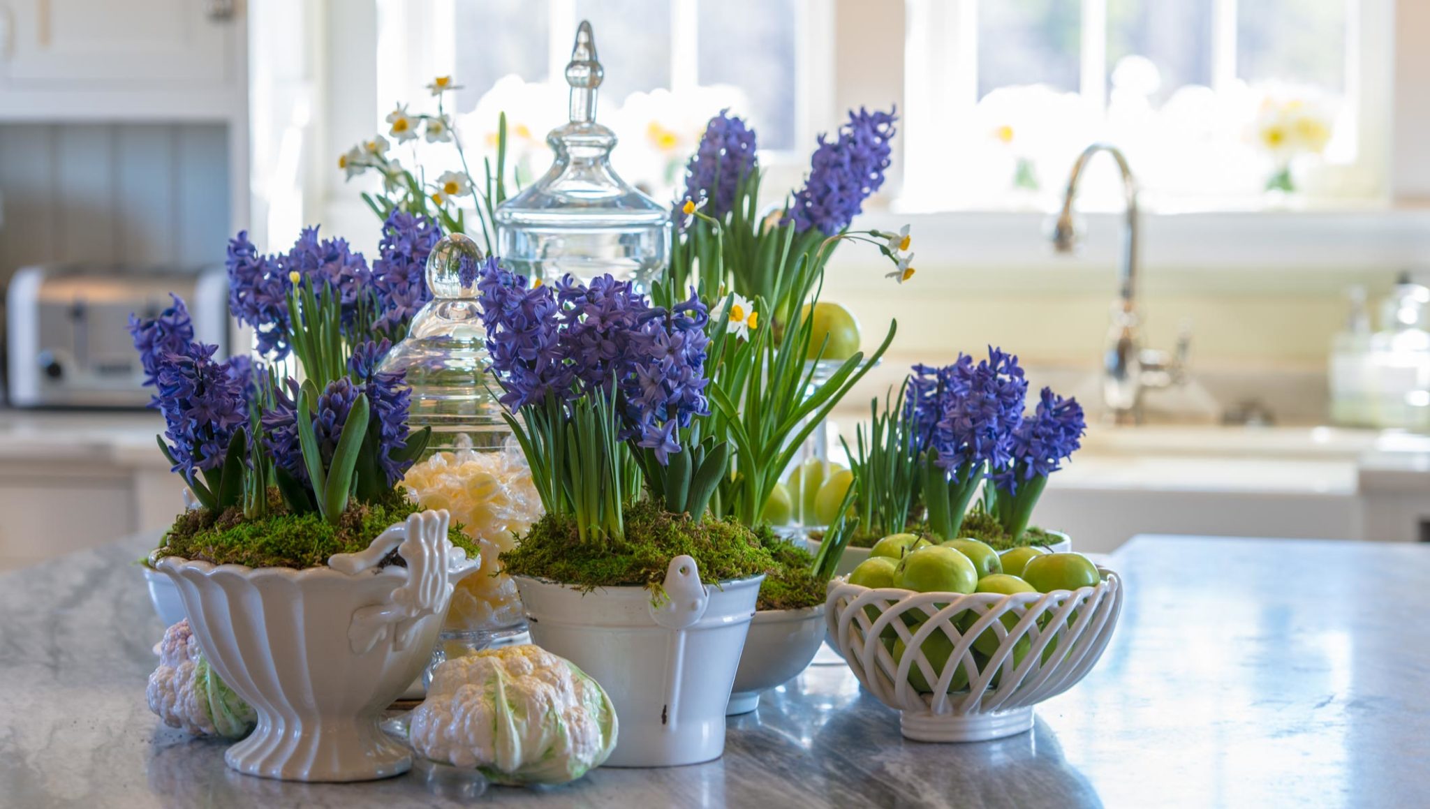 Menanam mentol hyacinth di dalam rumah di dalam air