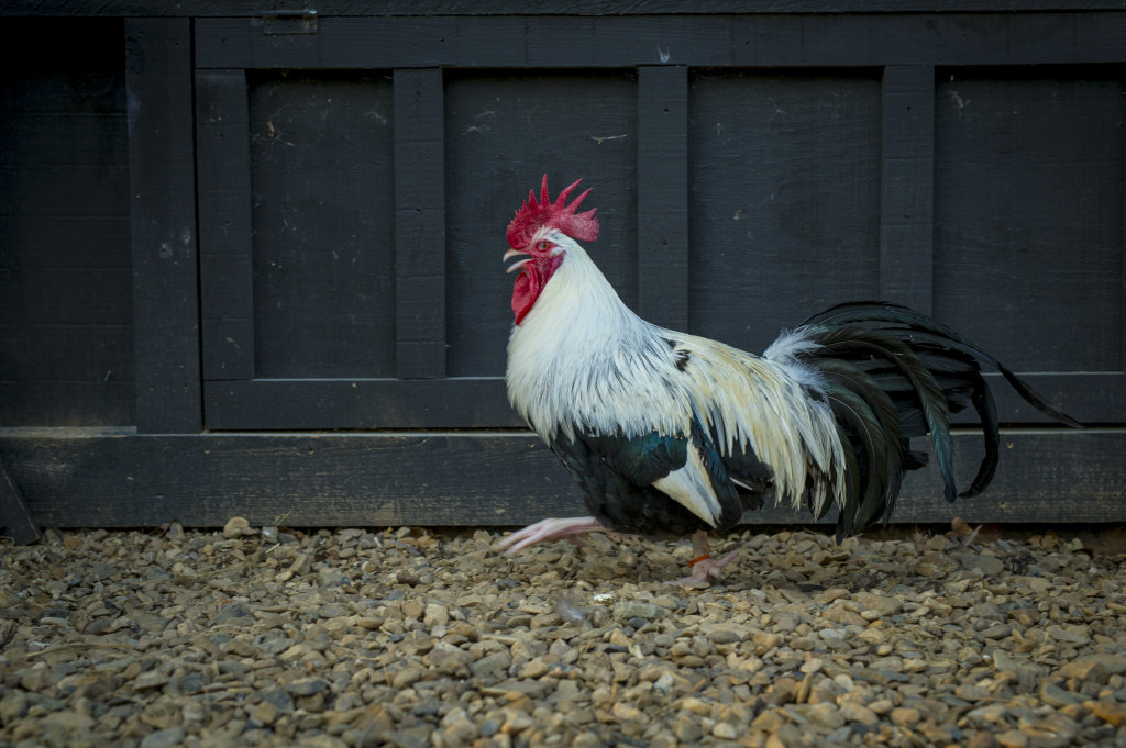 Poultry Workshop FAQs