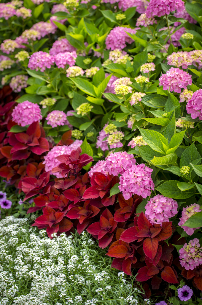 incrediball hydrangea shade