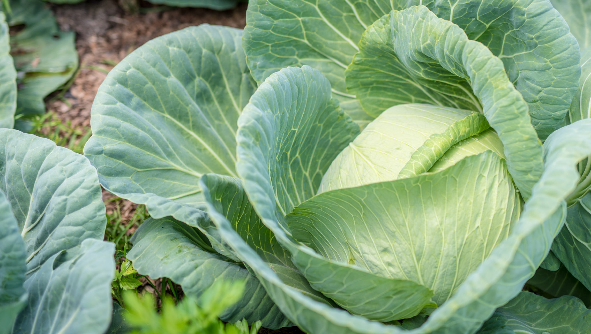 cabbage patch garden