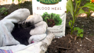 Bone Meal vs Blood Meal. Whats the difference?