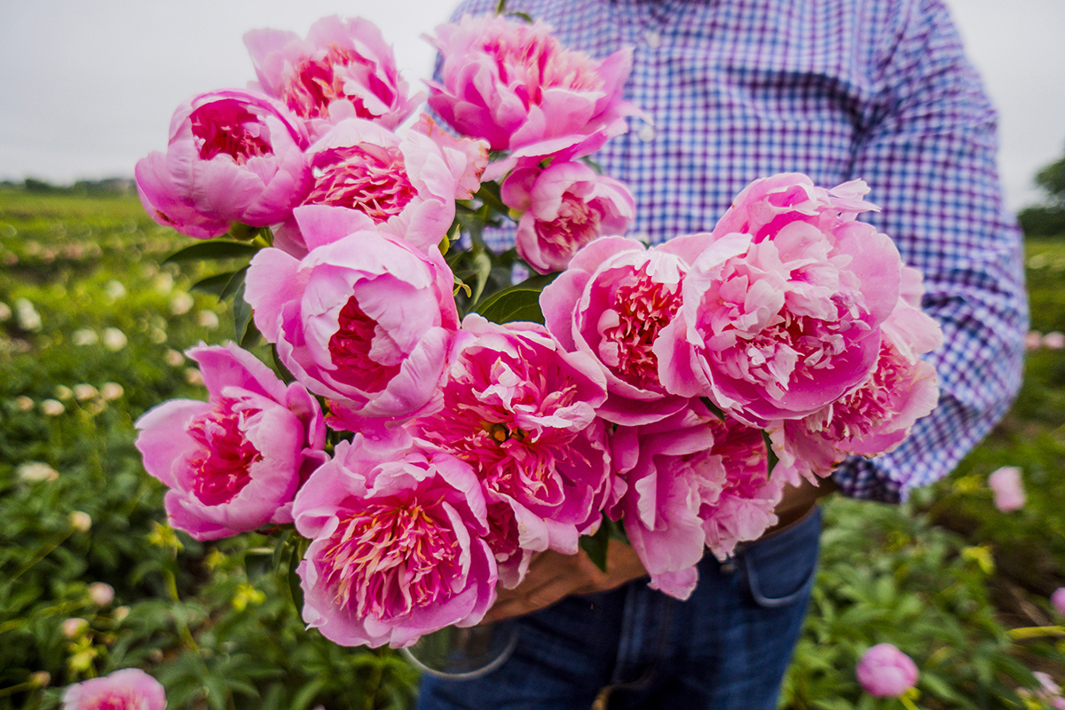 Growing Peonies P Allen Smith