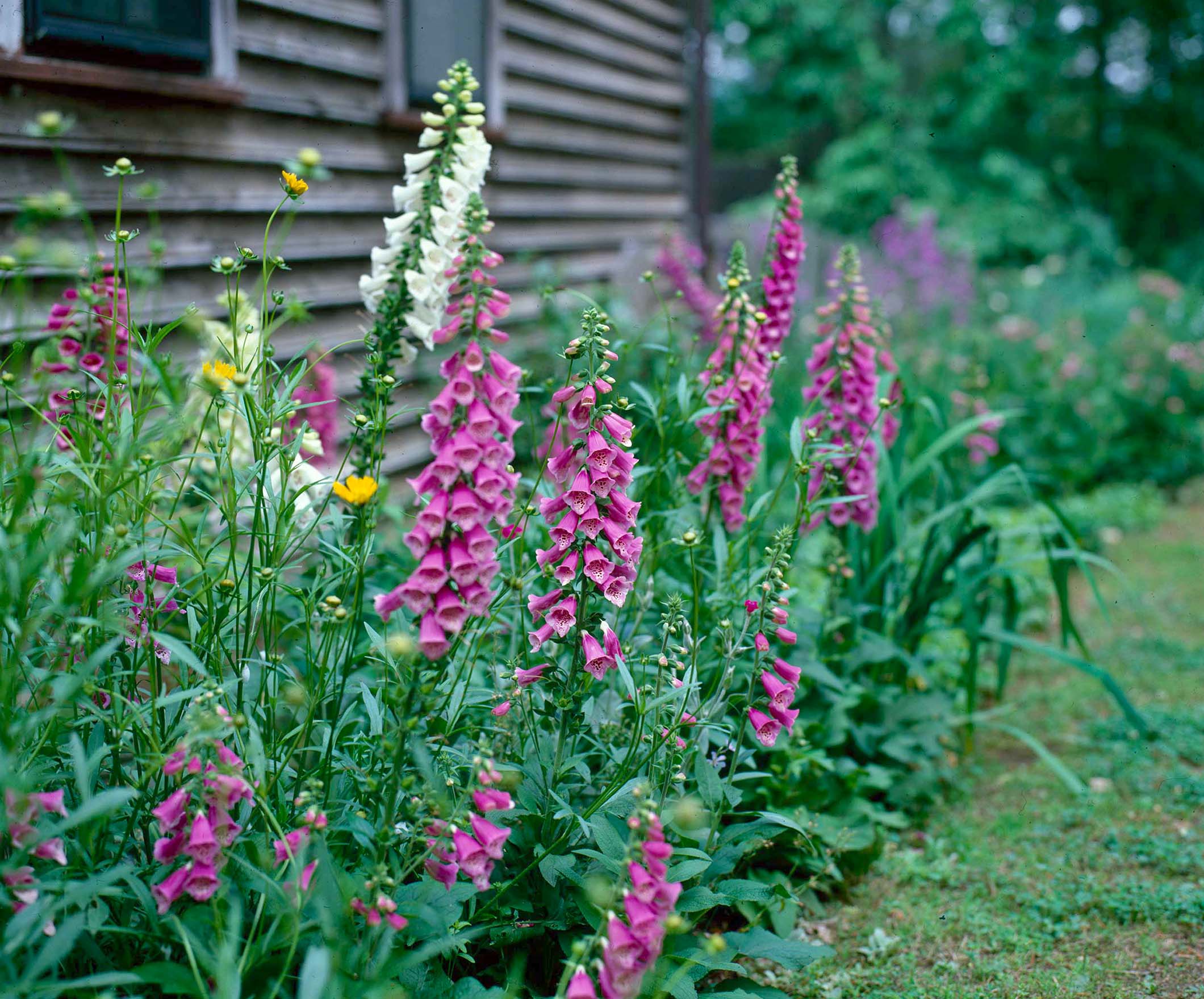 Foxglove P Allen Smith