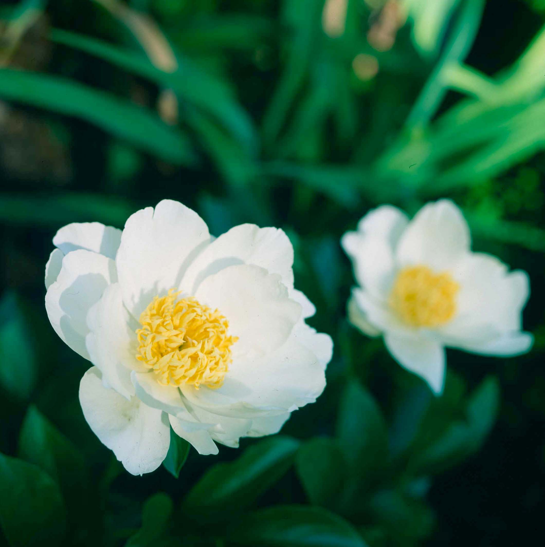 ‘Moon of Nippon’ Peony P. Allen Smith