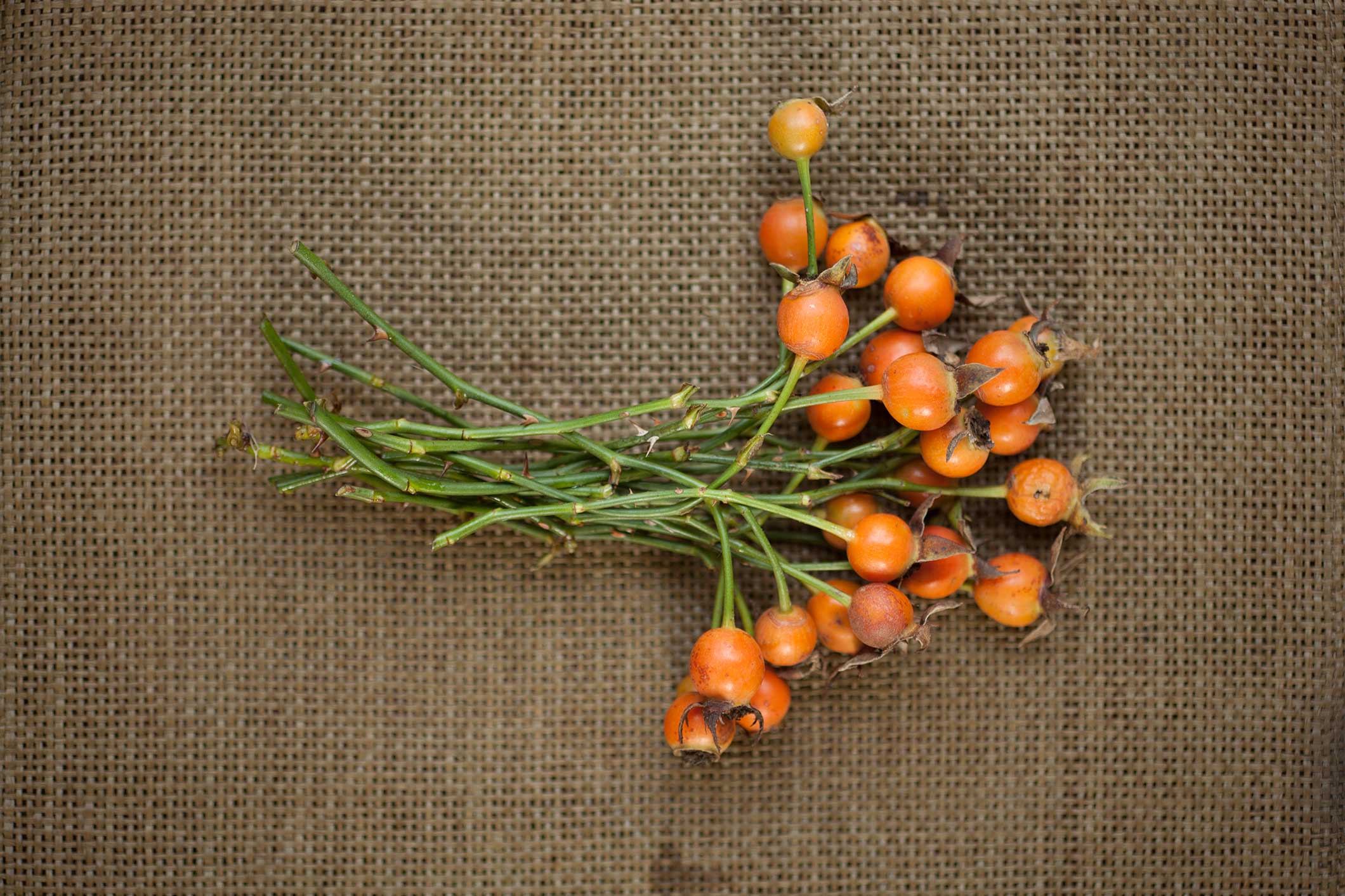 Rose Hip Wreath