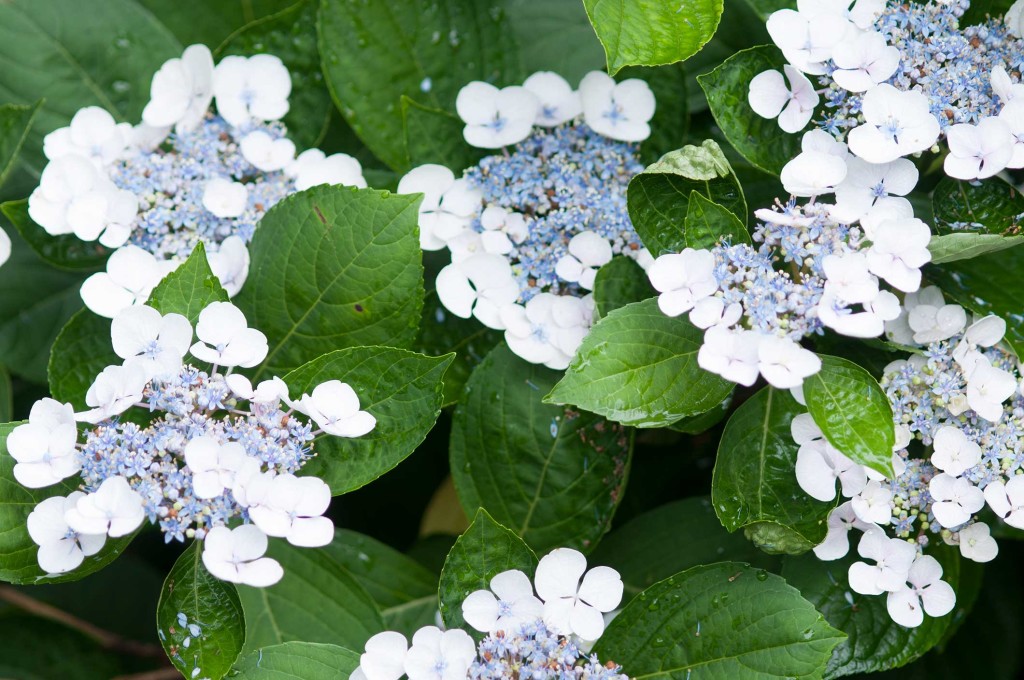 Hydrangea Lacecap P. Allen Smith