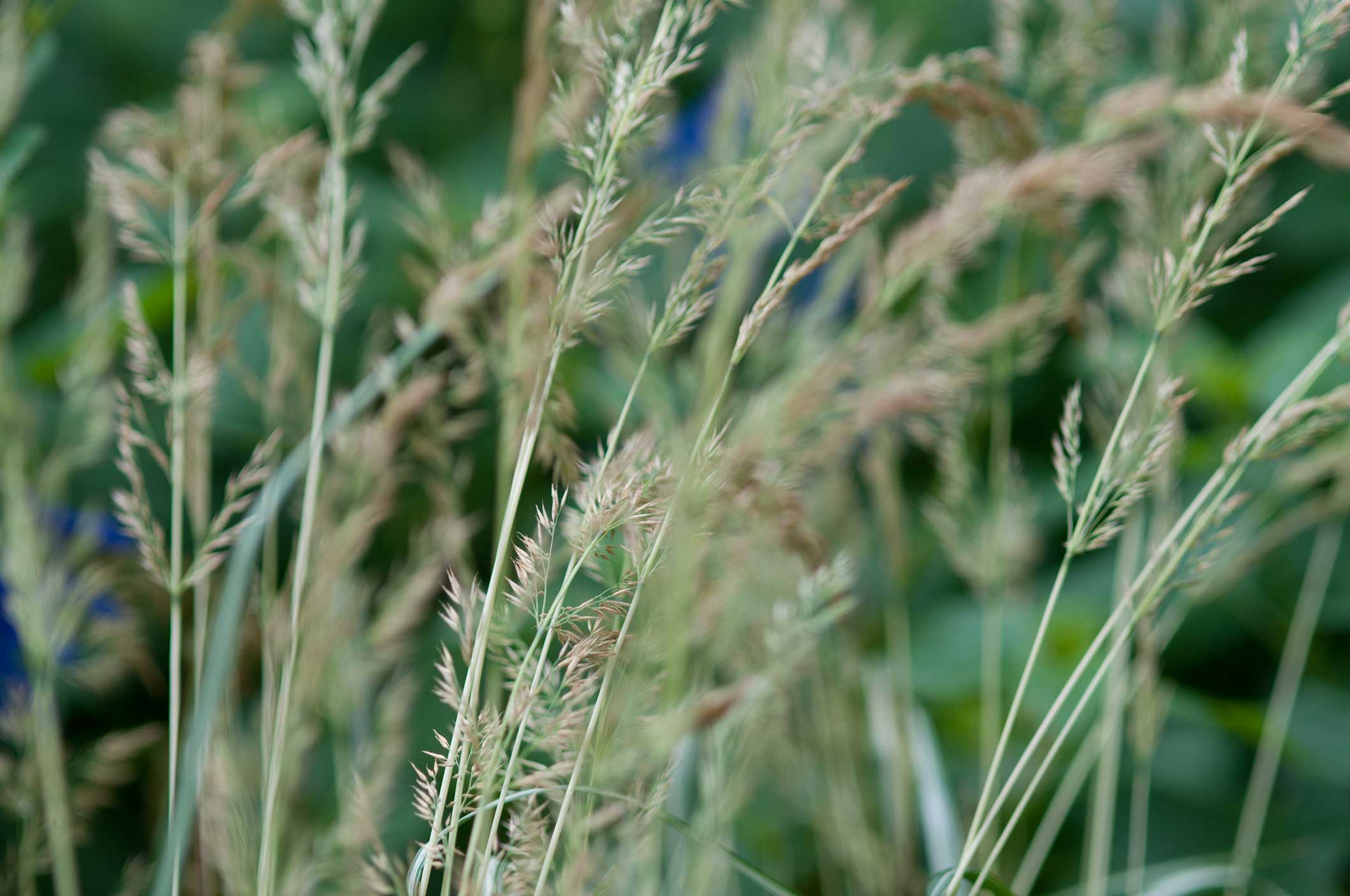 How to Garden Au Naturel