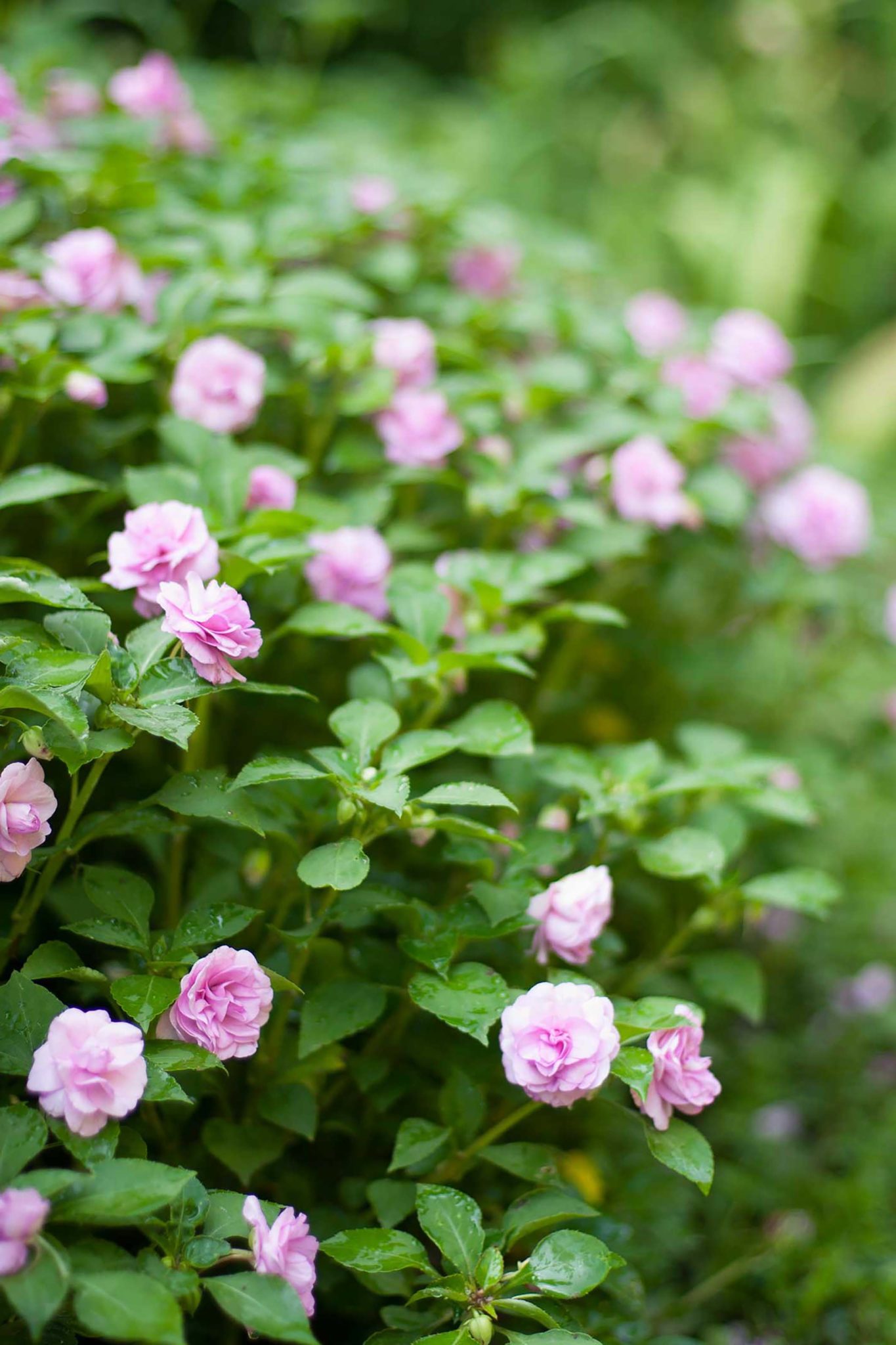 Rockapulco® Impatiens, Double - P. Allen Smith