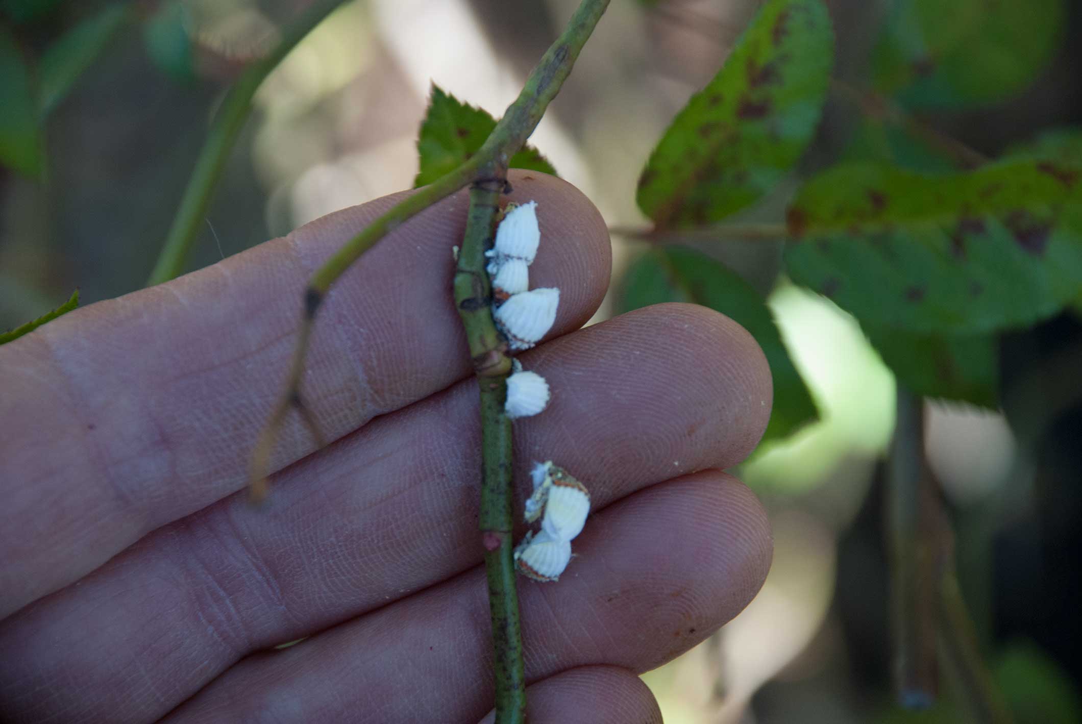 Scale on Houseplants P. Allen Smith