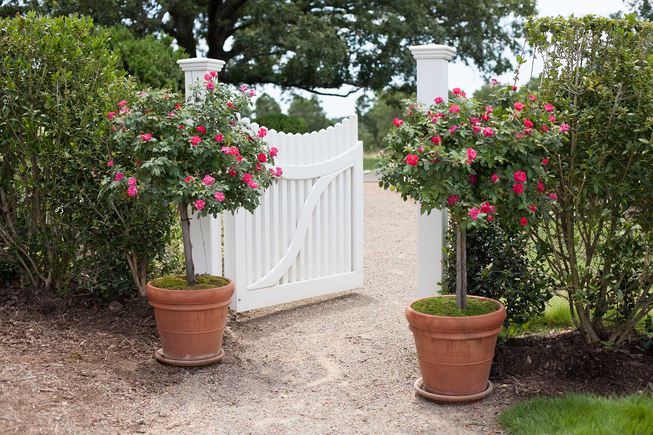 Winter Protection for Roses in Containers P. Allen Smith