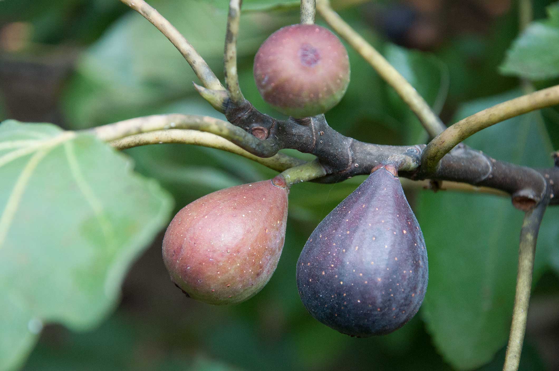 How to Grow Fig Trees P. Allen Smith