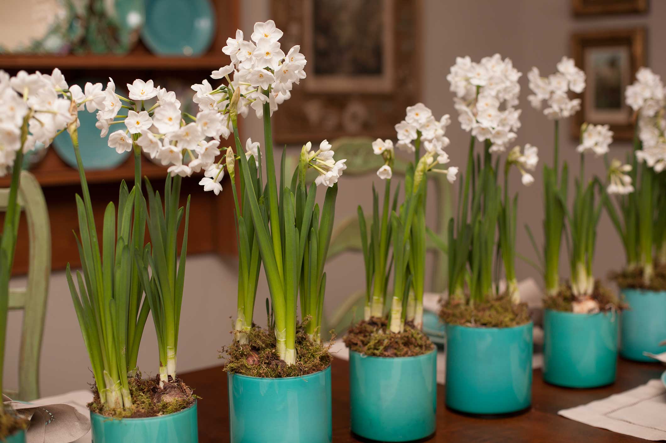 Paperwhites P. Allen Smith