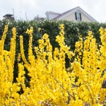Forsythia Hedge
