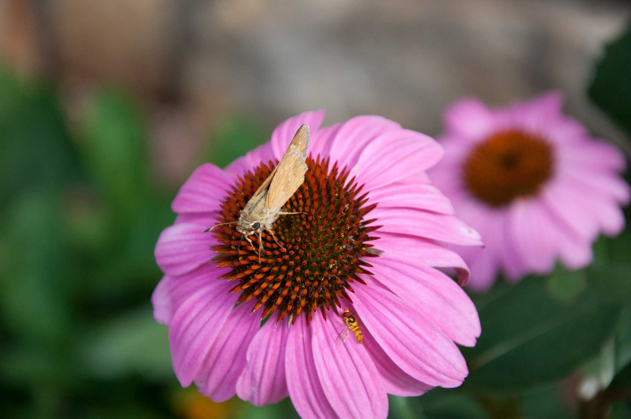 Purple Coneflower – P. Allen Smith