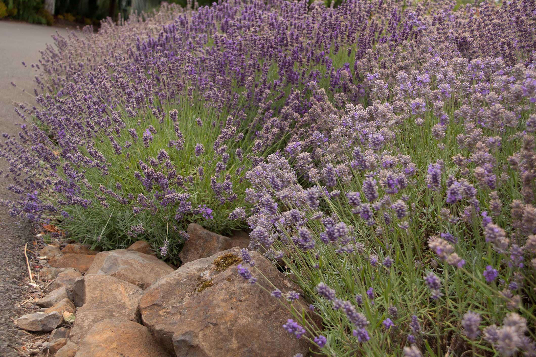 Three Ways to Use Lavender