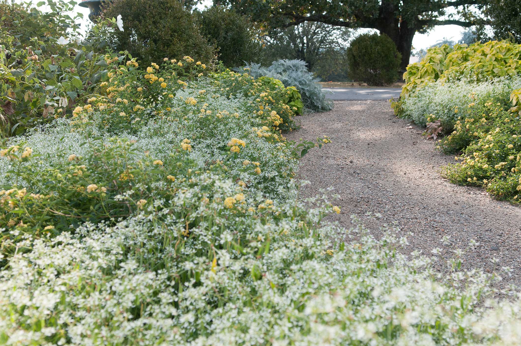 Diamond Frost Euphorbia P Allen Smith