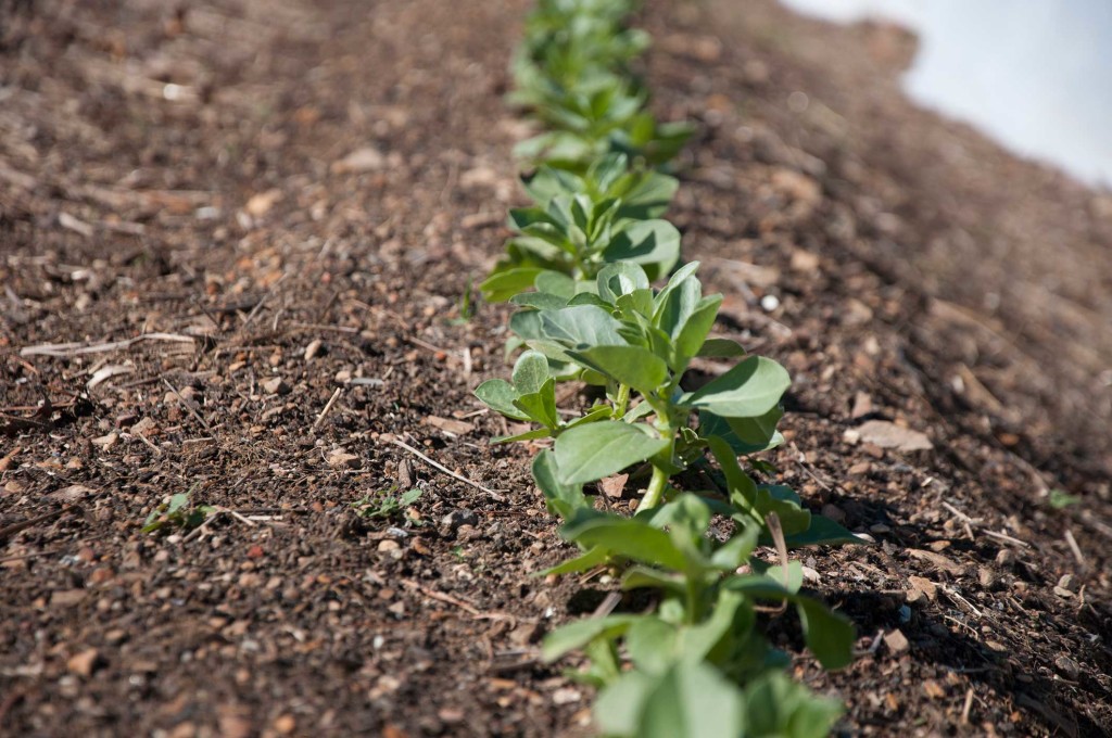 How to Grow Fava Beans P. Allen Smith