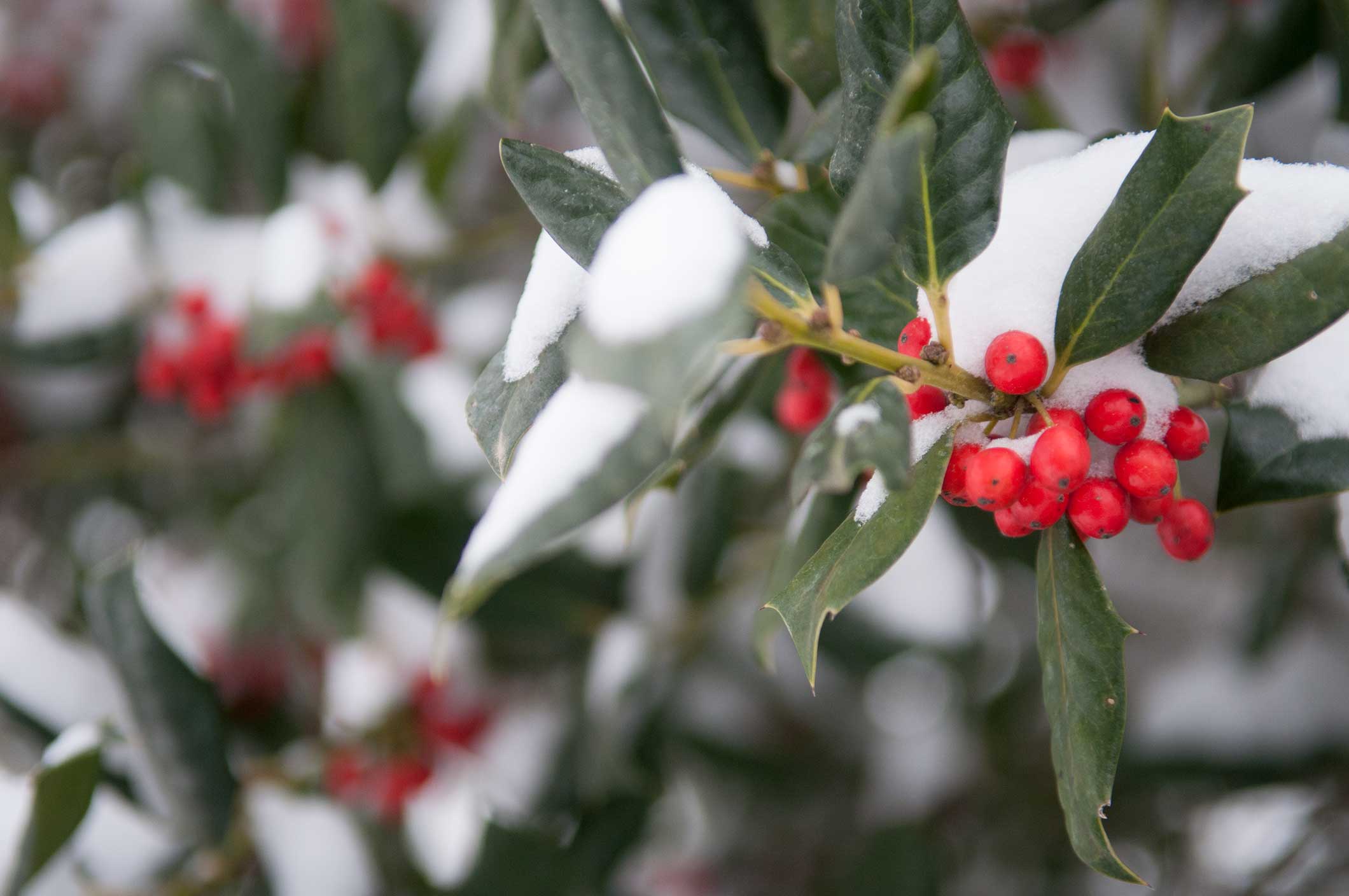 Winter Berry Production