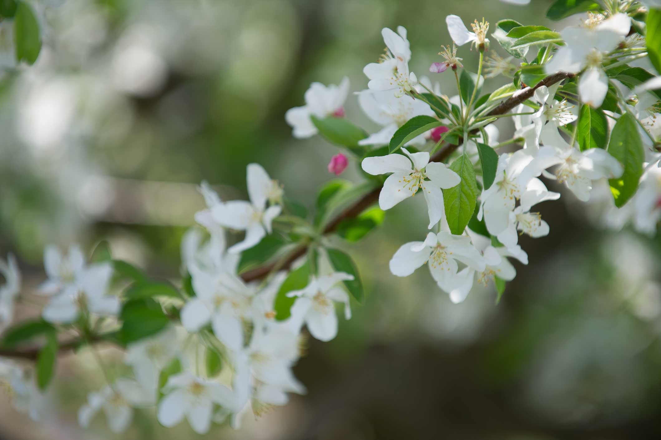Heritage Apple Orchard