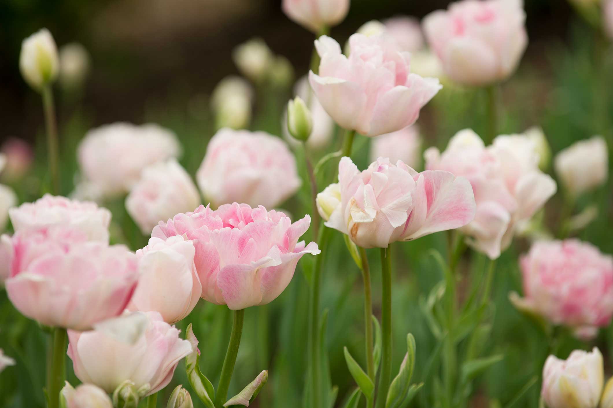 Grow Your Own Wedding Bouquet P. Allen Smith