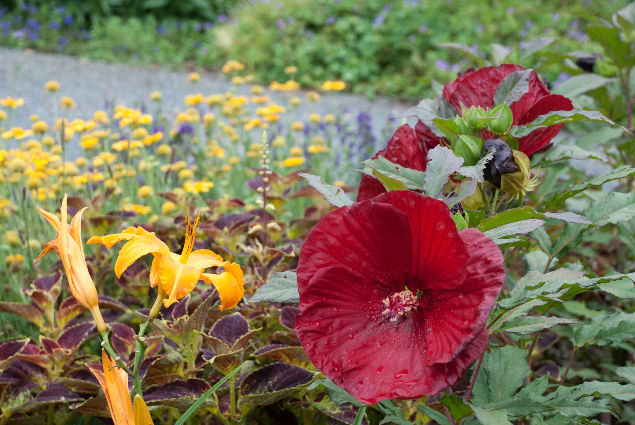 How To Care For Hardy Hibiscus In Winter