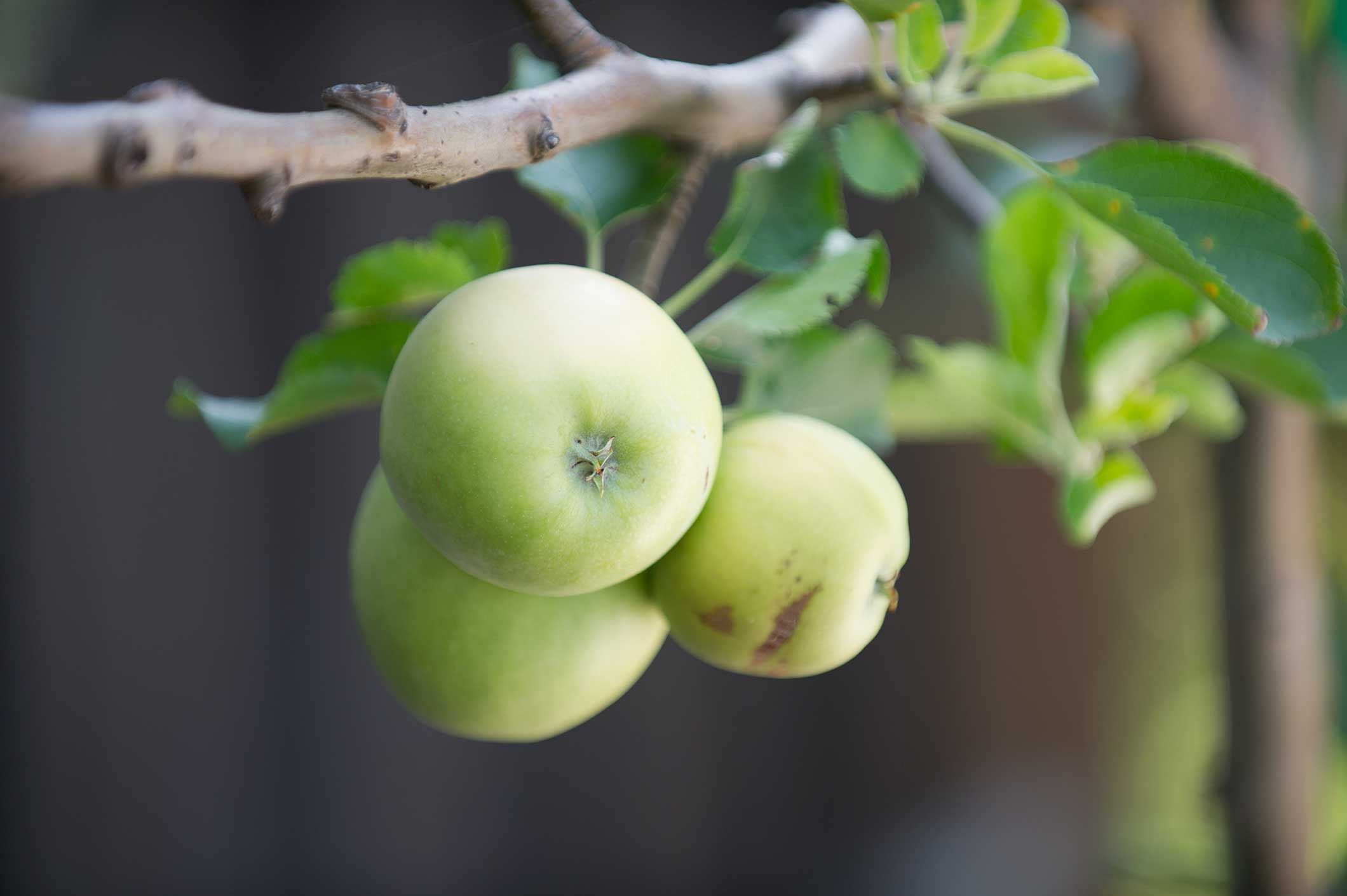 Columnar Apple Tree - P. Allen Smith