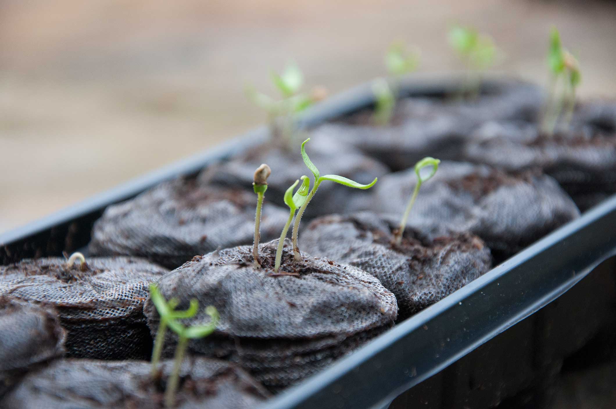 seed-guide-start-indoors-or-direct-sow